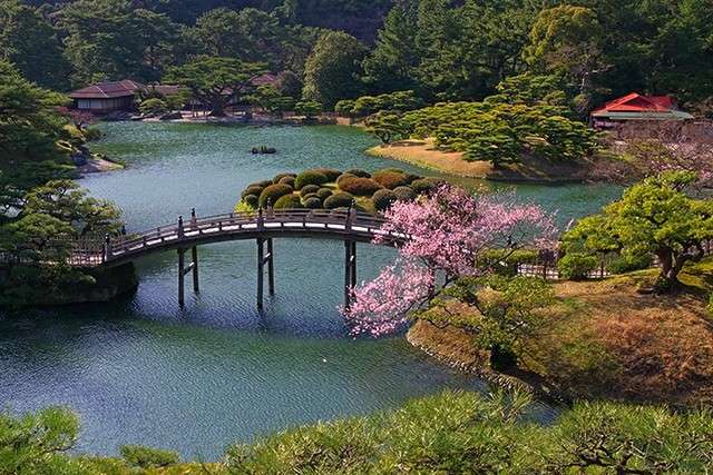 Сакура в Японії та чарівний Сікоку