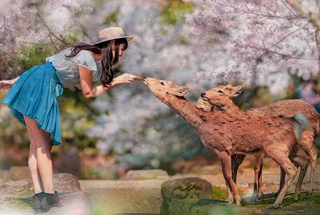 Нара і тисячі воріт Фусімі Інарі