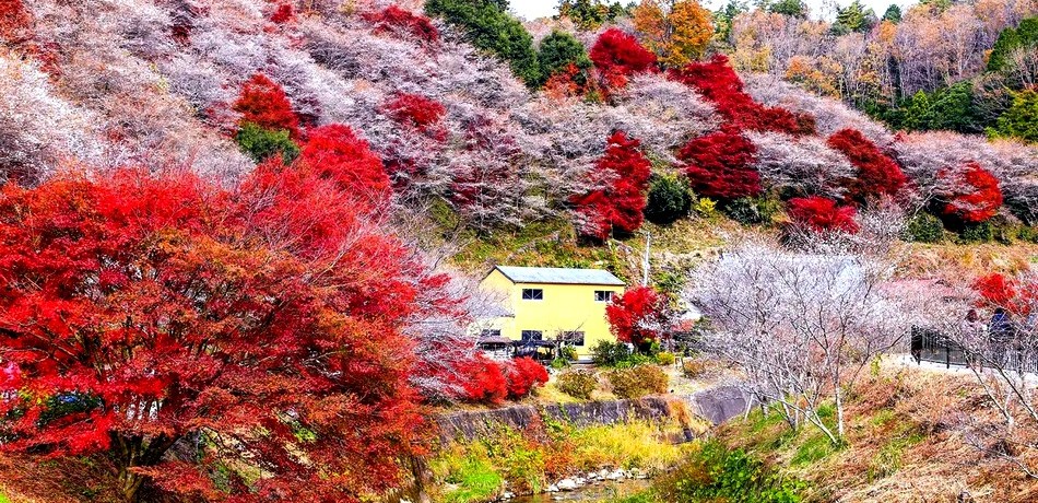 Милування сакурою та кленами восени