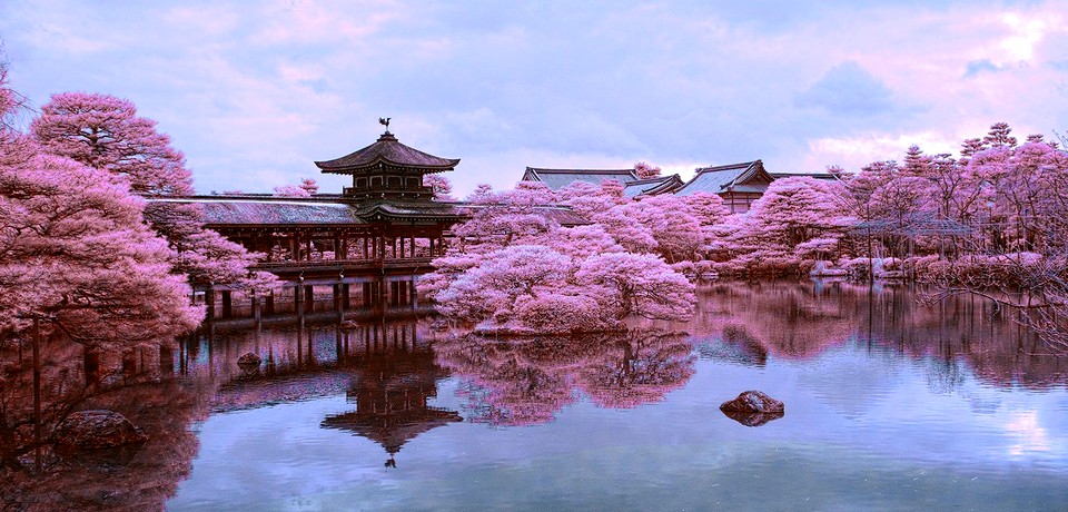 Сакура в Японії: розклад цвітіння 2024 та найкращі місця для спостереження
