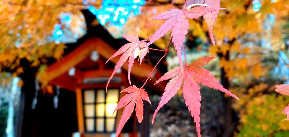 Гранд-тур на клени (08.11-21.11.2025)