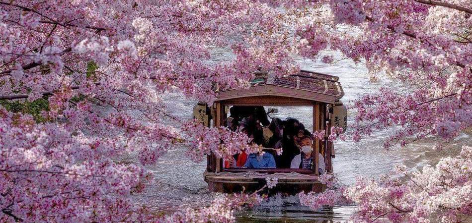 Прогноз цвітіння сакури в Японії 2026