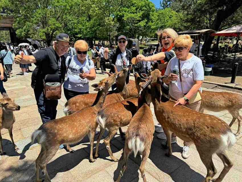 Прогулянка Нарою: Великий Будда та ручні олені