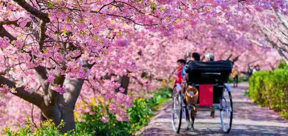 Сакура в лютому на півострові Ідзу