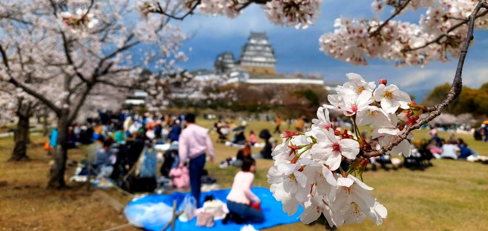 Гранд-тур на сакуру двома островами, 2026 - Фотозвіт