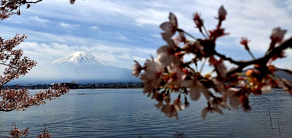 Гранд-тур на сакуру (01.04-14.04.2026)
